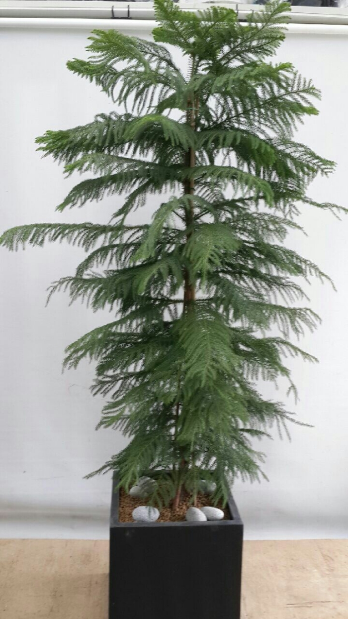 �Ʒο�ī���� 